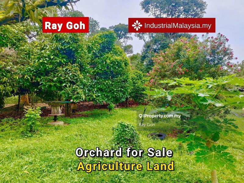 Tanah Pertanian untuk Dijual di Pekan Mantin, Mantin oleh Ray Goh - iProperty.com.my