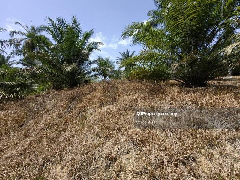 Agricultural Land for Sale in Kampung Baru Kemayan, Triang by Vincent Tee - iProperty.com.my