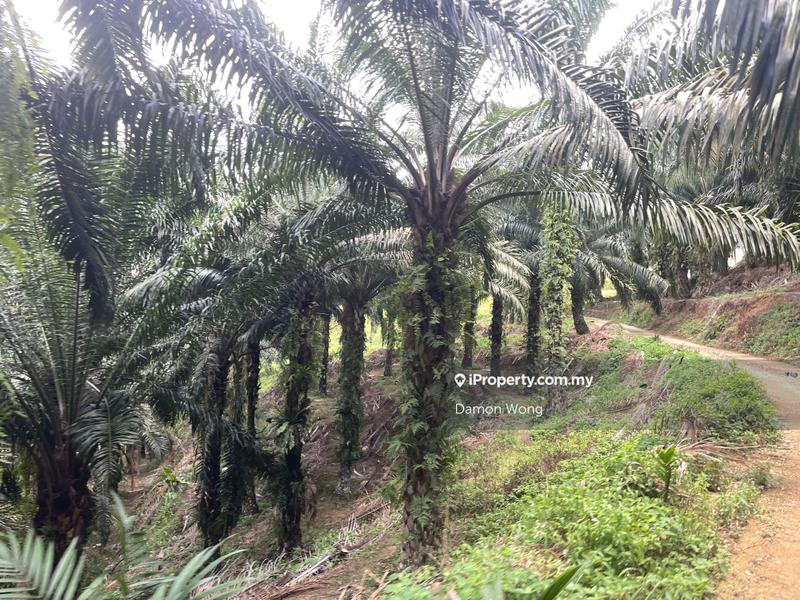 Tanah Pertanian untuk Dijual di Karak, Bentong oleh Damon Wong - iProperty.com.my