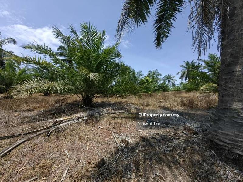 Agricultural Land for Sale in Kampung Baru Kemayan, Triang by Vincent Tee - iProperty.com.my