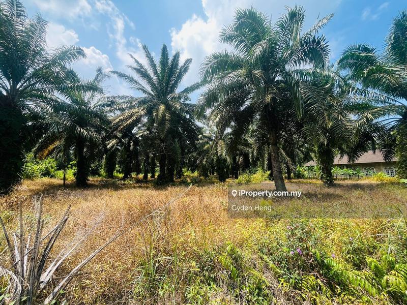 Agricultural Land for Sale in Parit Jawa Kayu Ara Pasong, Pontian by Gyden Heng - iProperty.com.my