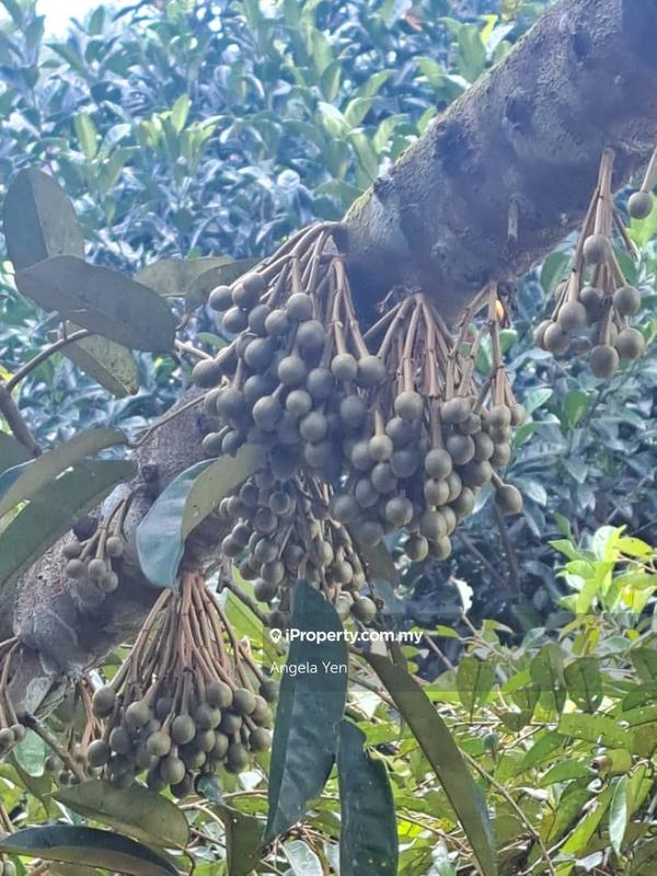 Agricultural Land for Sale in Papar, Sabah by Angela Yen - iProperty.com.my