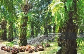 Tanah Pertanian untuk Dijual di Durian Sebatang, Teluk Intan oleh Felicia Lee - iProperty.com.my