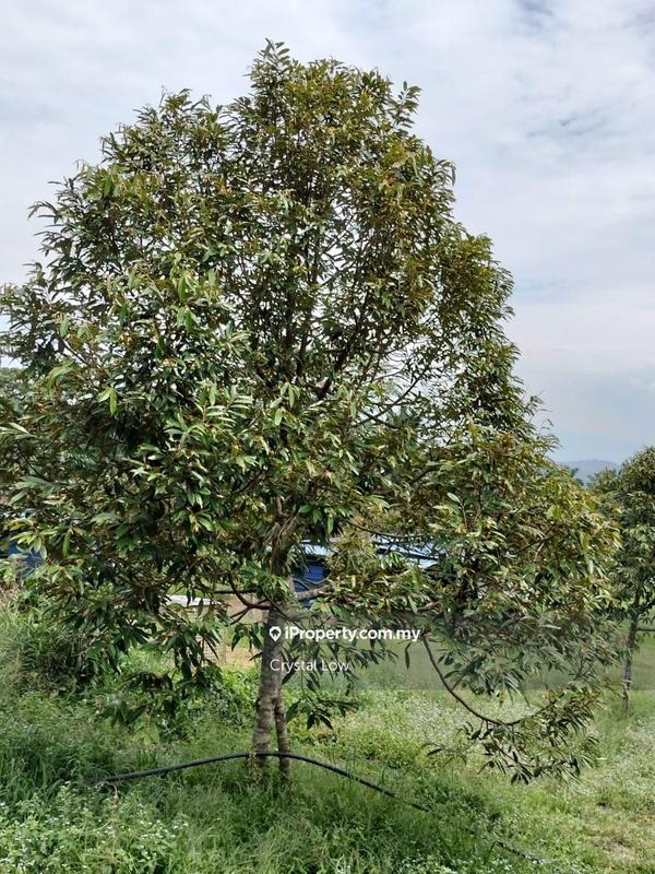 Tanah Pertanian untuk Dijual di Sega, Raub oleh Crystal Low - iProperty.com.my