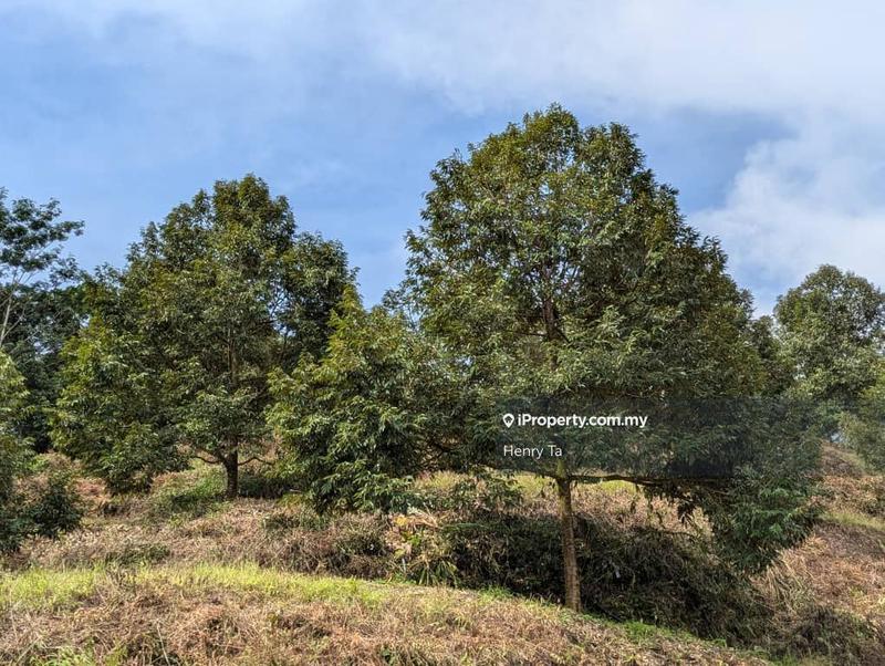 Agricultural Land for Sale in Bandar Baru Kuala Lipis, Kuala Lipis by Henry Ta - iProperty.com.my