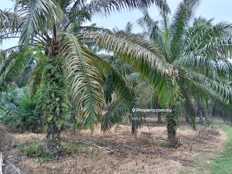 Tanah Pertanian untuk Dijual di Kampung Ladang Sempah, Sungai Jawi oleh Kelly Yee - iProperty.com.my
