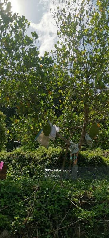 For Sale - Balik Pulau Agriculture land for sales