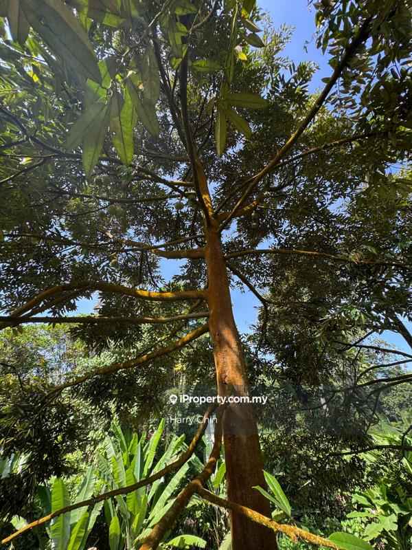 Agricultural Land for Sale in Karak, Bentong by Harry Chin - iProperty.com.my