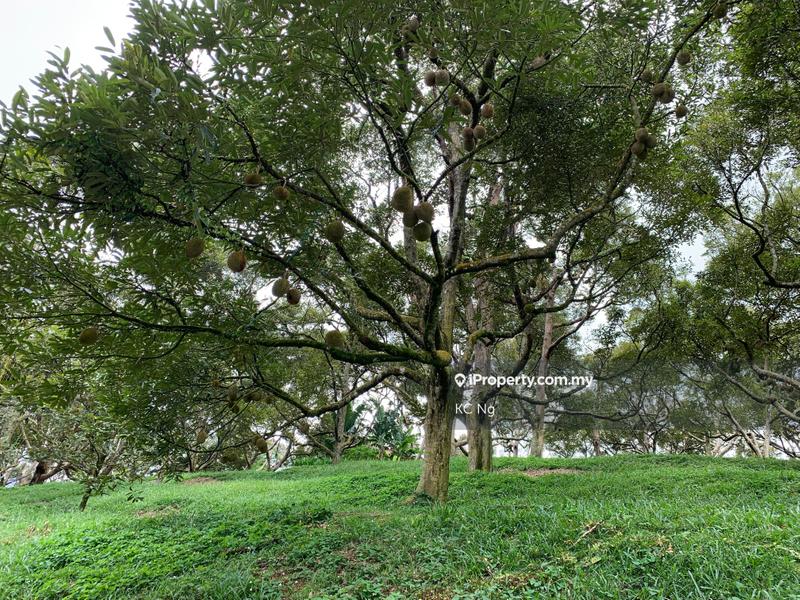 Agricultural Land for Sale in Raub, Raub by KC Ng - iProperty.com.my