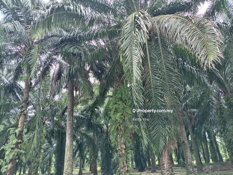Tanah Pertanian untuk Dijual di Taman Sukun, Bukit Mertajam oleh Kelly Yee - iProperty.com.my
