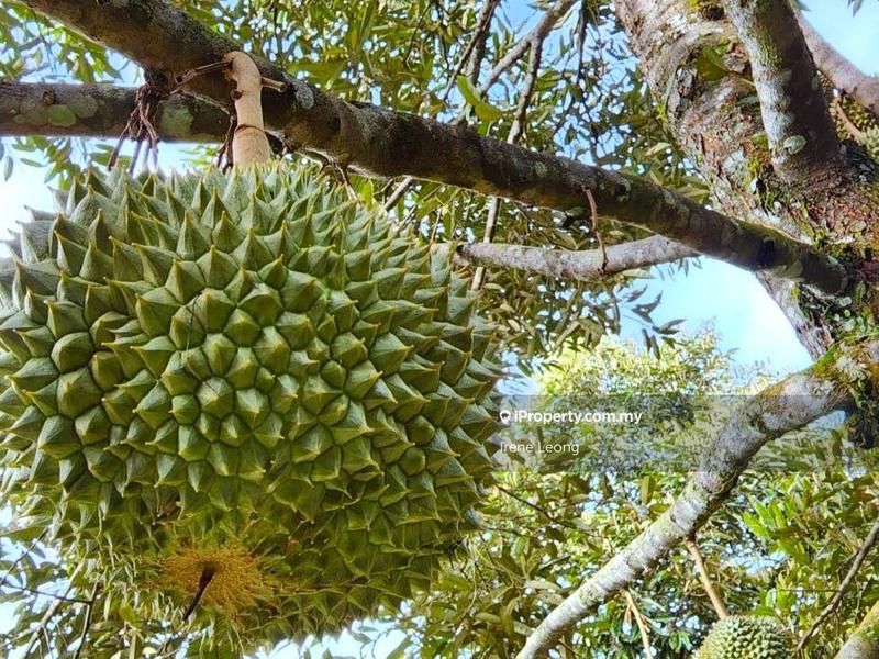 Tanah Pertanian untuk Dijual di Karak, Pahang oleh Irene Leong - iProperty.com.my