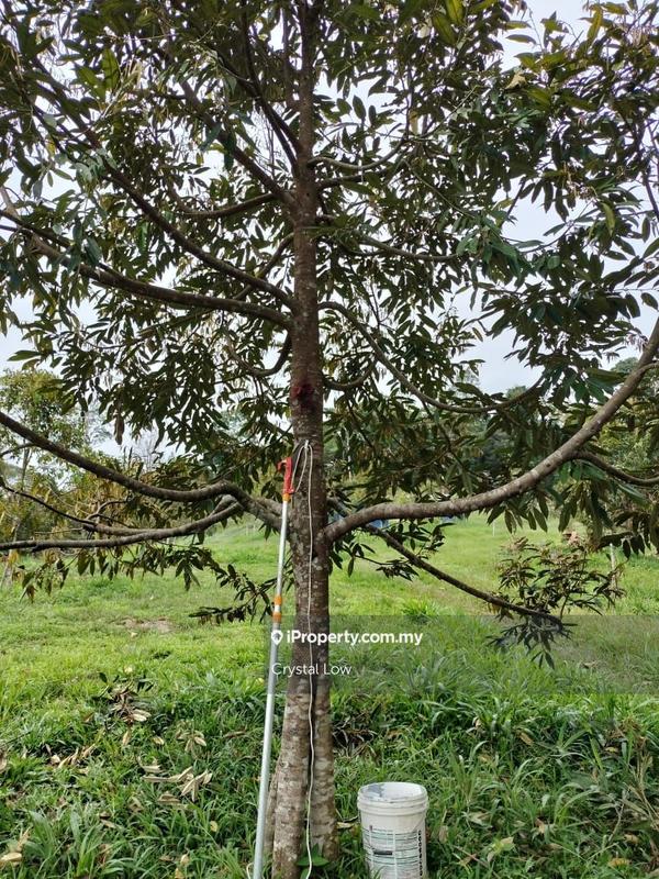 Tanah Pertanian untuk Dijual di Sega, Raub oleh Crystal Low - iProperty.com.my