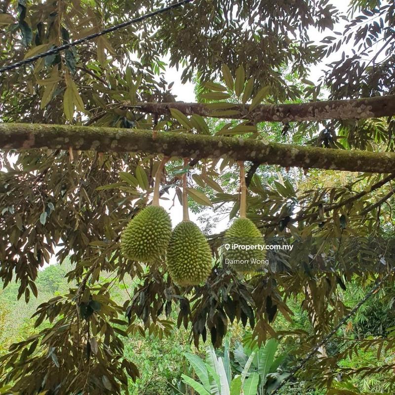 Tanah Pertanian untuk Dijual di Kampung Titi, Titi oleh Damon Wong - iProperty.com.my