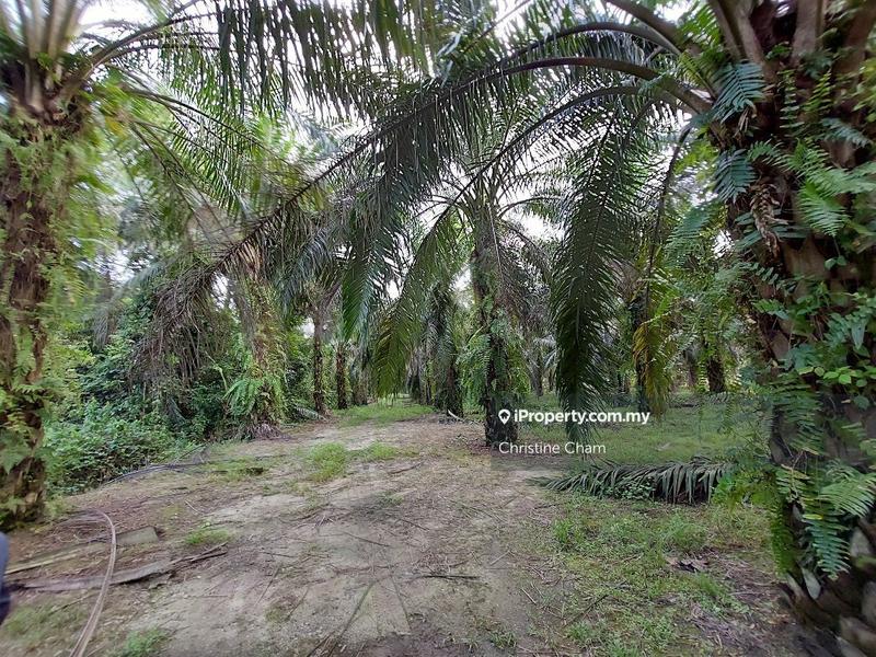 Tanah Kediaman untuk Dijual di Kota Tinggi Johor, Kota Tinggi oleh Christine Cham - iProperty.com.my