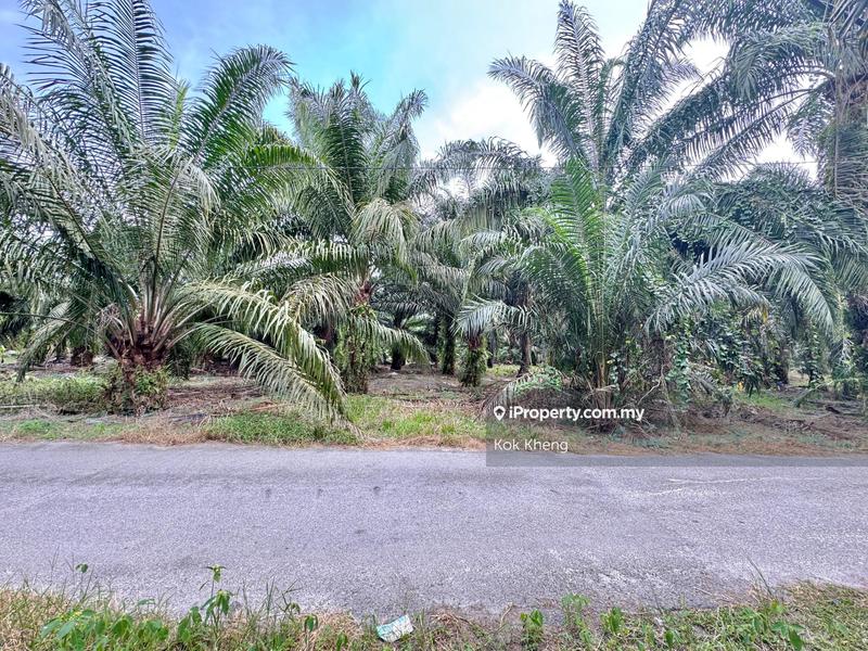 For Sale - Sitiawan Kampung Baru 3acres Freehold Agricultural Land