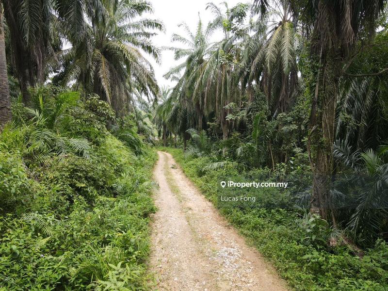Tanah Pertanian untuk Dijual di Batu Gajah 73acres Main Road Potentially Land, Batu Gajah oleh Lucas Fong - iProperty.com.my