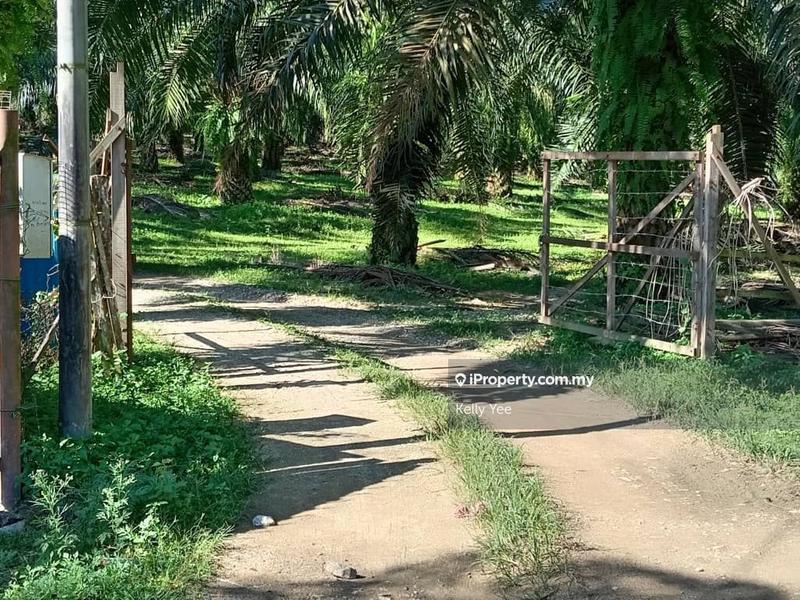 Tanah Pertanian untuk Dijual di Bukit Teh, Bukit Mertajam oleh Kelly Yee - iProperty.com.my