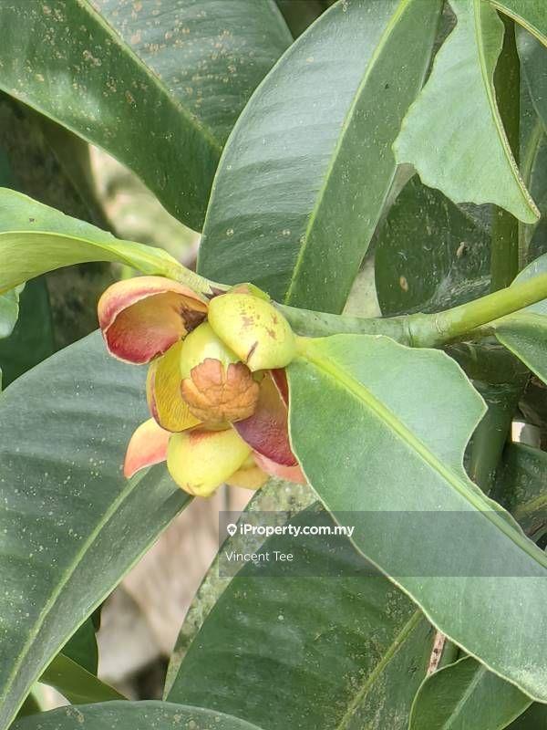 Agricultural Land for Sale in Taman Titi, Titi by Vincent Tee - iProperty.com.my