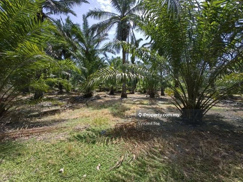 Agricultural Land for Sale in Kampung Baru Kemayan, Triang by Vincent Tee - iProperty.com.my