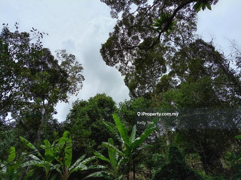 Tanah Pertanian untuk Dijual di Mengkuang Dam Orchard Farm for Sale, Bukit Mertajam oleh Kelly Yee - iProperty.com.my