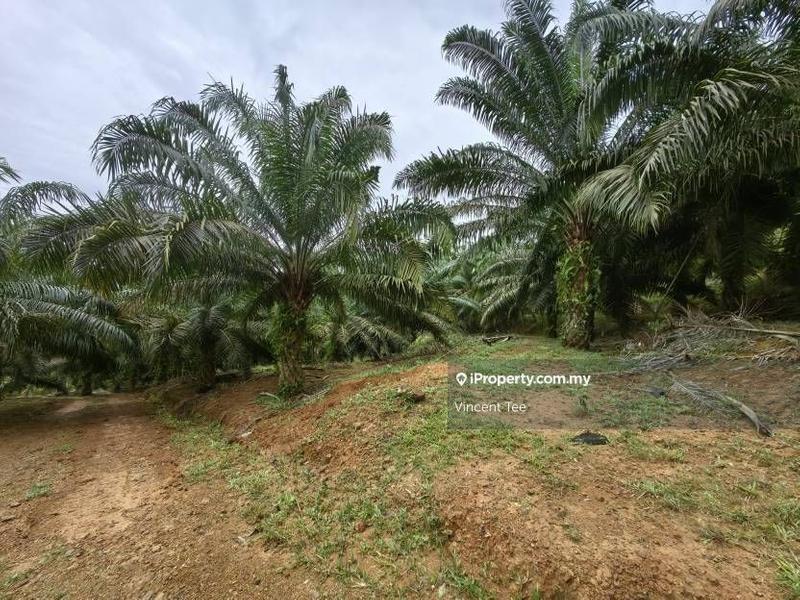 Agricultural Land for Sale in Pekan Lama, Kuala Pilah by Vincent Tee - iProperty.com.my