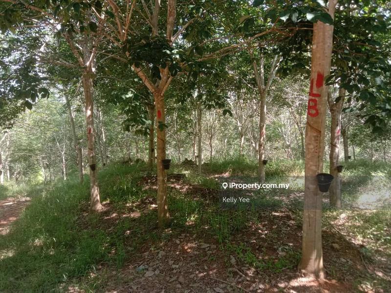 For Sale - Rubber Estate @ Kota Gelanggi, Jerantut for Sale