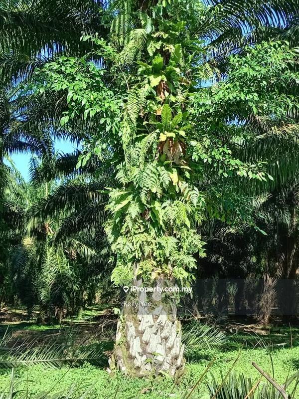 Tanah Pertanian untuk Dijual di Bukit Teh, Bukit Mertajam oleh Kelly Yee - iProperty.com.my