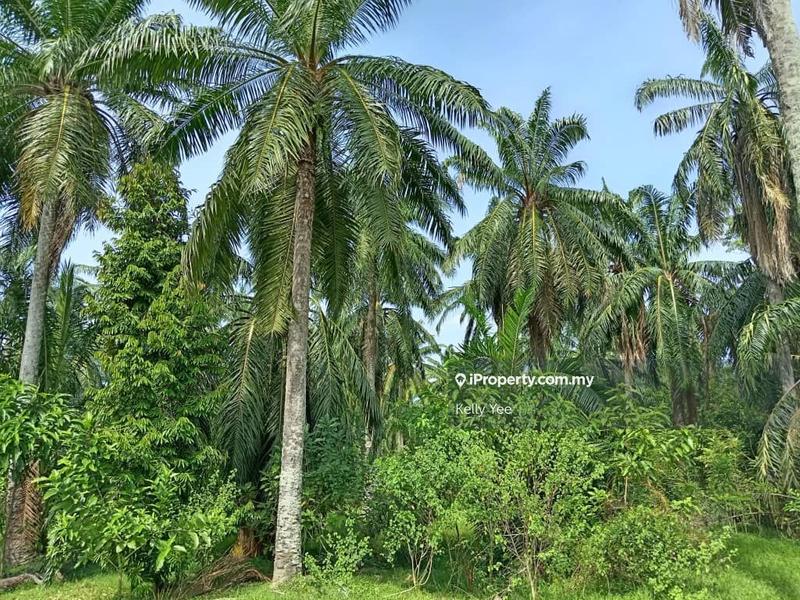 For Sale - Palm Oil Plantation @ Nibong Tebal for Sale