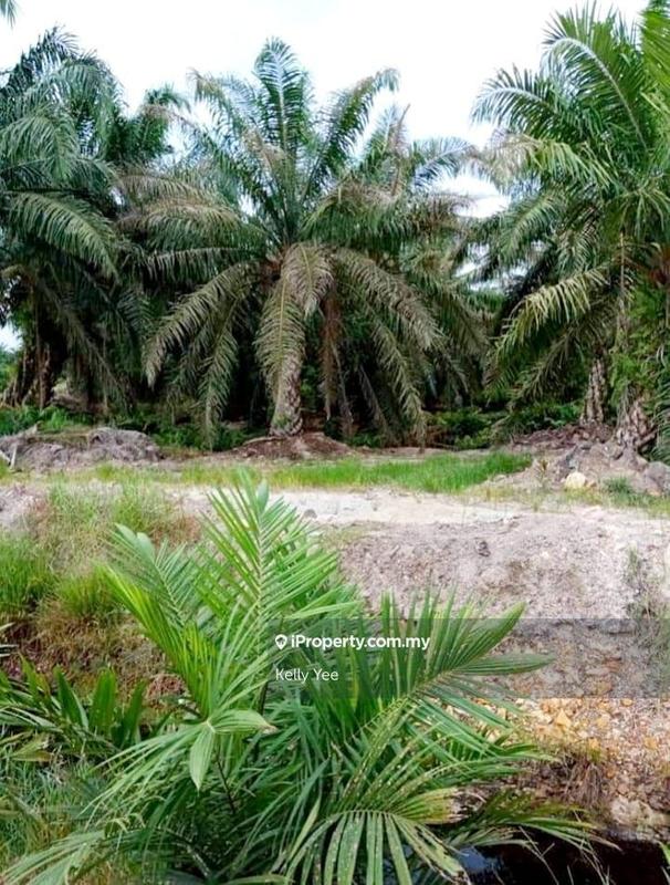 Tanah Pertanian untuk Dijual di Palm Oil Plantation @ Teluk Intan for Sale, Teluk Intan oleh Kelly Yee - iProperty.com.my