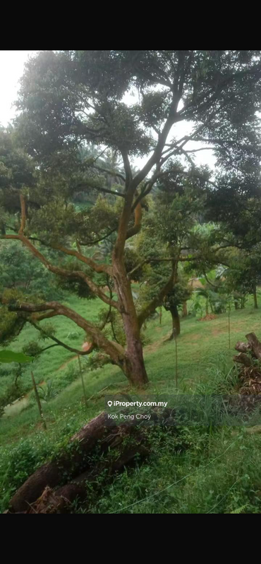 Tanah Pertanian untuk Dijual di Sungkai, Perak oleh Kok Peng Choy - iProperty.com.my