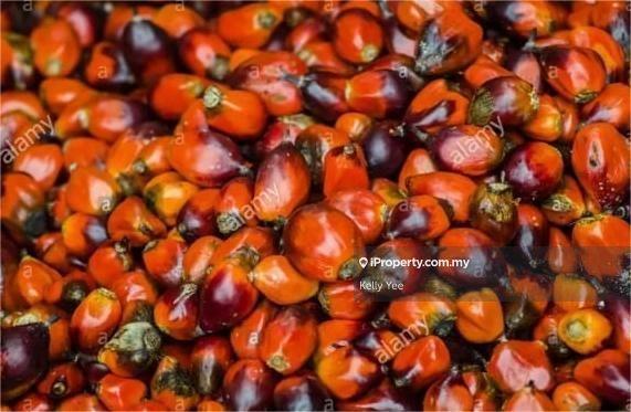 Agricultural Land for Sale in Cha'ah, Segamat by Kelly Yee - iProperty.com.my