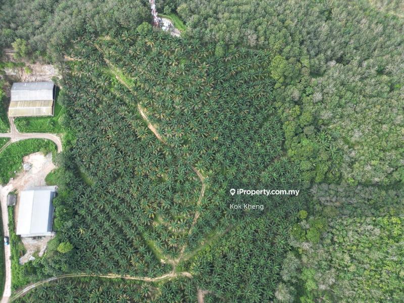 For Sale - Lendu, Alor Gajah 10acres Freehold Palm Oil Agriculture Land For Sale