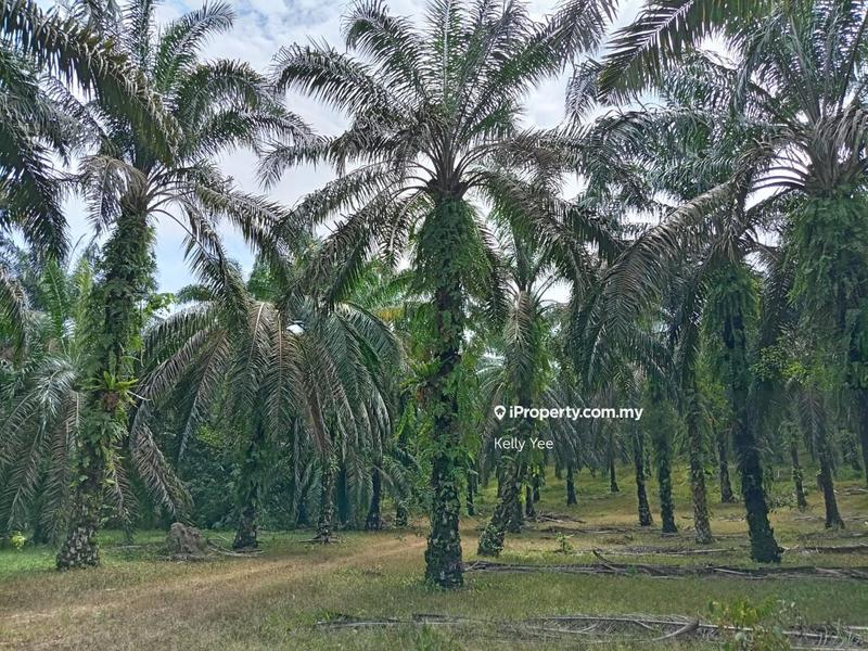 Tanah Pertanian untuk Dijual di Palm Oil Plantation @ Sg. Duri, Sungai Jawi - Sale, Sungai Jawi oleh Kelly Yee - iProperty.com.my
