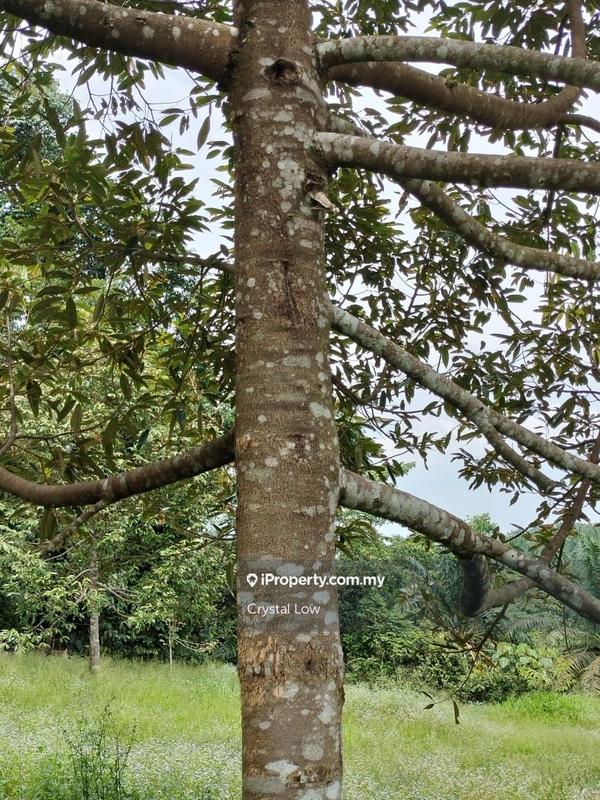 Tanah Pertanian untuk Dijual di Sega, Raub oleh Crystal Low - iProperty.com.my