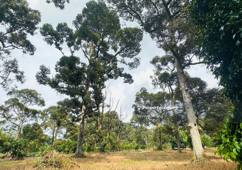 Agricultural Land for Sale in Road Side Bukit Lintang Ayer Molek Jasin, Ayer Molek by Winnie Phang - iProperty.com.my