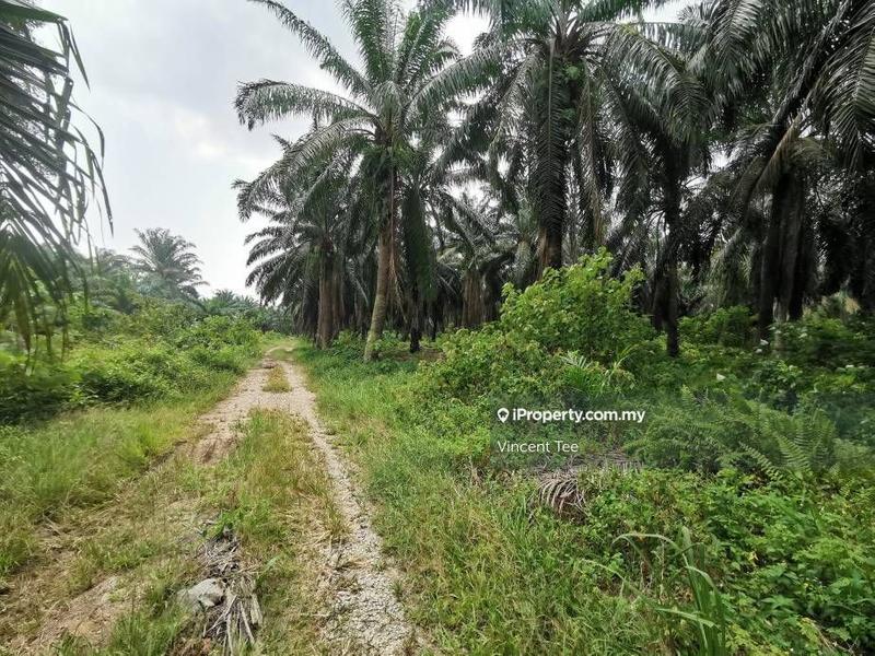Tanah Pertanian untuk Dijual di Bukit Changgang, Banting oleh Vincent Tee - iProperty.com.my