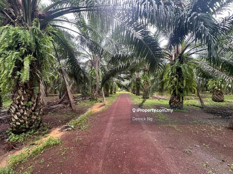Agricultural Land for Sale in Taman Melor, Pendang by Derrick Ng - iProperty.com.my