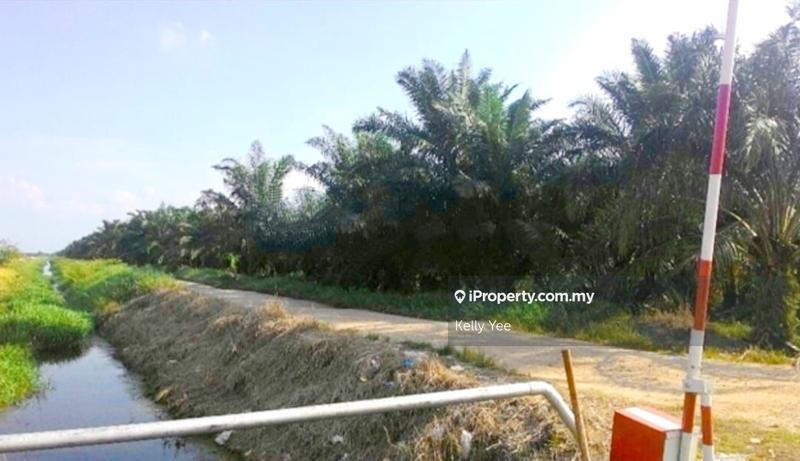 Tanah Pertanian untuk Dijual di Palm Oil Plantation @ Teluk Intan for Sale, Teluk Intan oleh Kelly Yee - iProperty.com.my