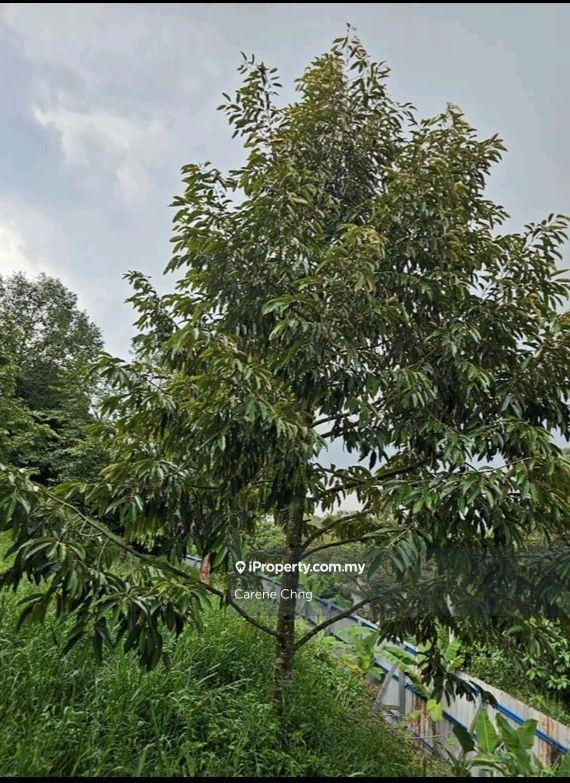 Agricultural Land for Sale in Hulu Langat, Selangor by Carene Chng - iProperty.com.my