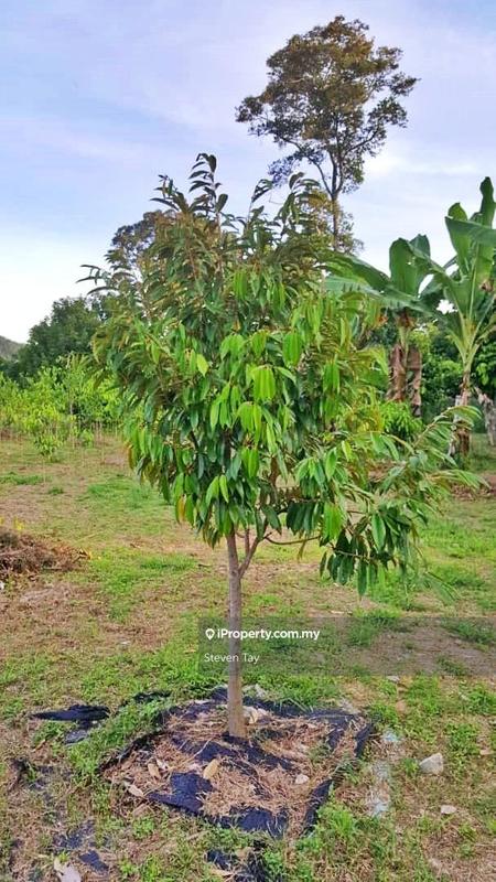 Tanah Pertanian untuk Dijual di Broga, Lenggeng oleh Steven Tay - iProperty.com.my