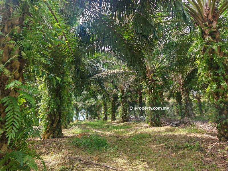 For Sale - Sri Lalang 10 Acres Agriculture Land