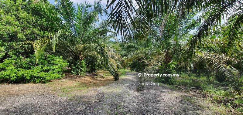Tanah Pertanian untuk Dijual di Banting, Banting oleh Sheila Ong - iProperty.com.my