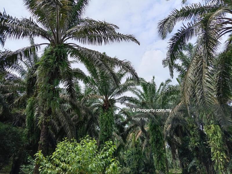 Tanah Pertanian untuk Dijual di Palm Oil Plantation @ Sg. Duri, Sungai Jawi - Sale, Sungai Jawi oleh Kelly Yee - iProperty.com.my