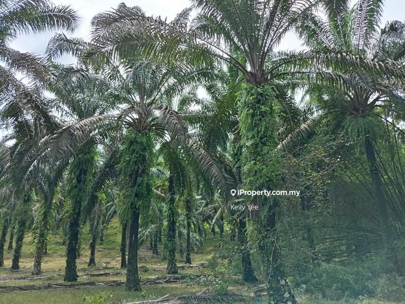 Tanah Pertanian untuk Dijual di Palm Oil Plantation @ Sg. Duri, Sungai Jawi - Sale, Sungai Jawi oleh Kelly Yee - iProperty.com.my
