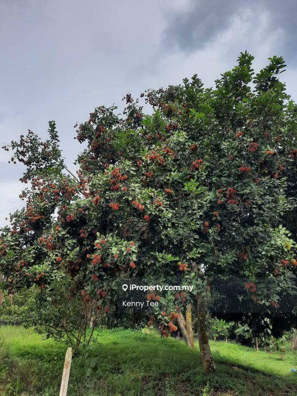 Tanah Pertanian untuk Dijual di Felda Titi, Titi oleh Kenny Tee - Exterior - iProperty.com.my