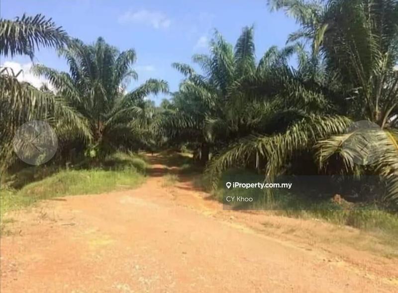 Tanah Pertanian untuk Dijual di Taman Gua Musang, Gua Musang oleh CY Khoo - iProperty.com.my