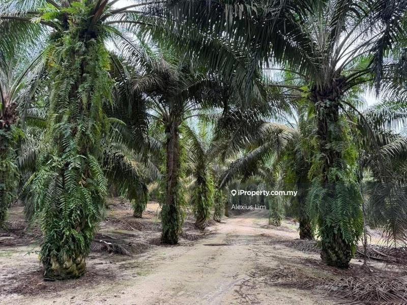For Sale - 64 Acres Agriculture Land with Palm Oil Trees @ Simpang Renggam, Johor