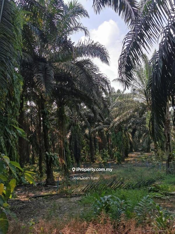 Tanah Pertanian untuk Dijual di Kulim, Kedah oleh JeehJeeh Kaw - iProperty.com.my