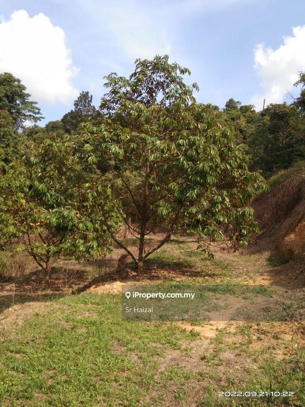 Agricultural Land for Sale in Tampin, Negeri Sembilan by Sr Haizal - iProperty.com.my
