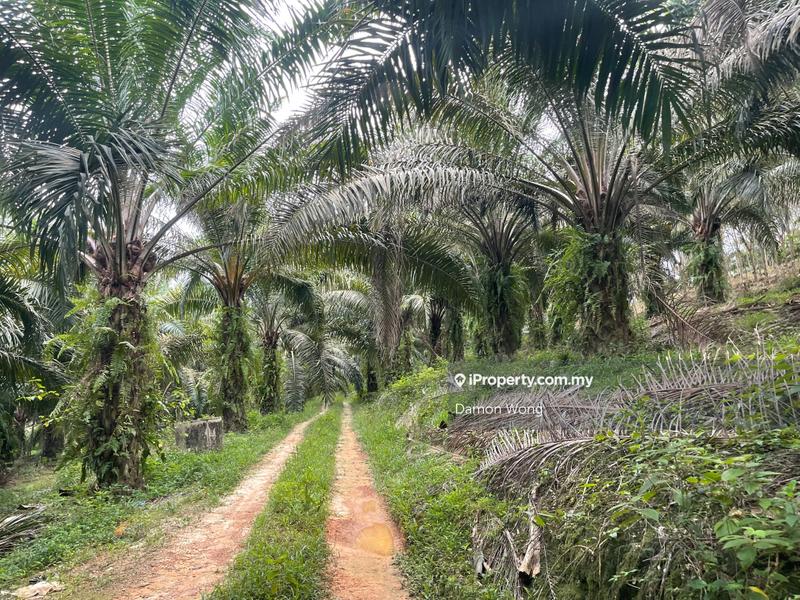 Tanah Pertanian untuk Dijual di Karak Telemong Manchis, Bentong oleh Damon Wong - iProperty.com.my
